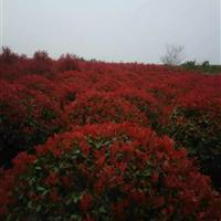 安徽红叶石楠球苗木直销厂家，肥西红叶石楠种植苗圃基地