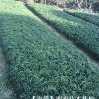 湖南麦冬草批发，长沙麦冬草急售-宏景麦冬草行业低价直销