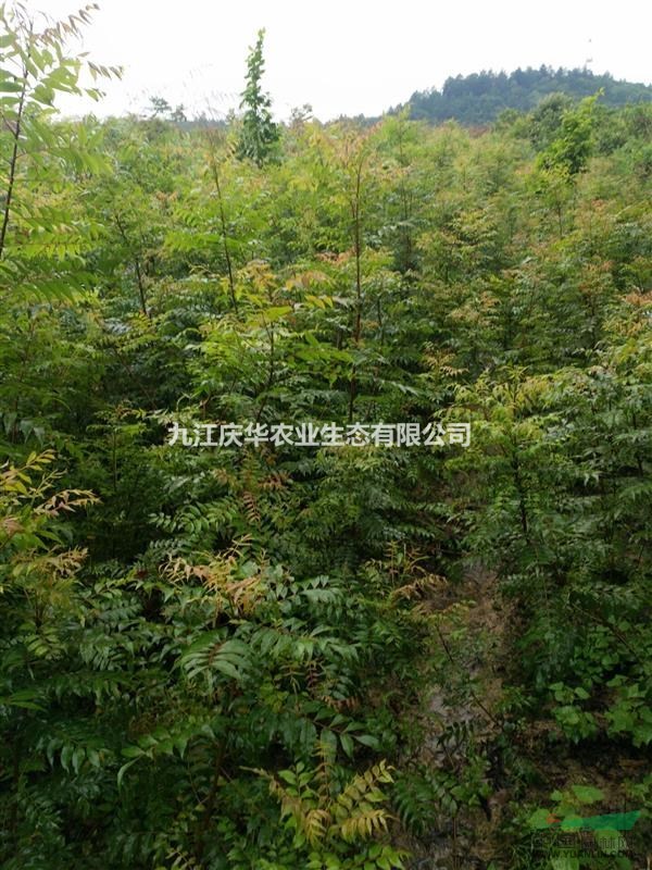 江西黃連木小苗，一年生黃連木小苗，高30-150公分黃連木小