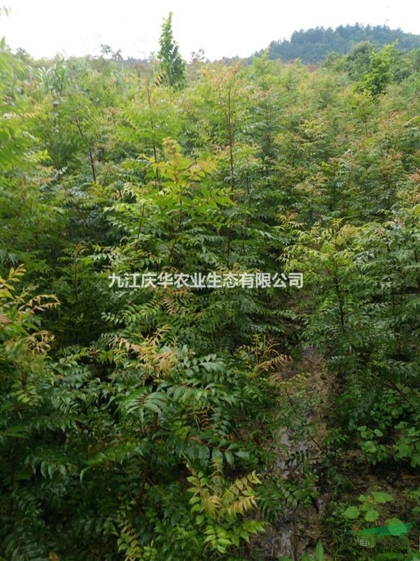 江西黃連木小苗，一年生黃連木小苗，高30-150公分黃連木小