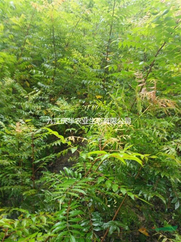 九江黃連木小苗價格，地徑1公分黃連木小苗價格