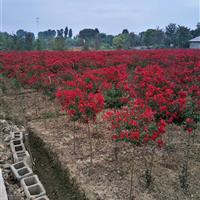 湖南嫁接紫薇、速生紫薇价格、湖南浏阳大紫薇价格、紫薇盆景价格