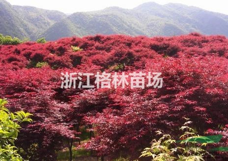 紅楓\精品紅楓\紅楓價格