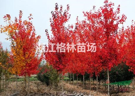 紅楓\精品紅楓\紅楓價格