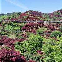 嵊州红枫基地