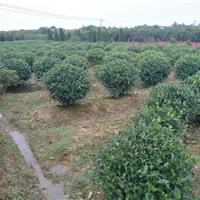 肥西栀子花球基地/栀子花球产地/栀子花价格/栀子花图片