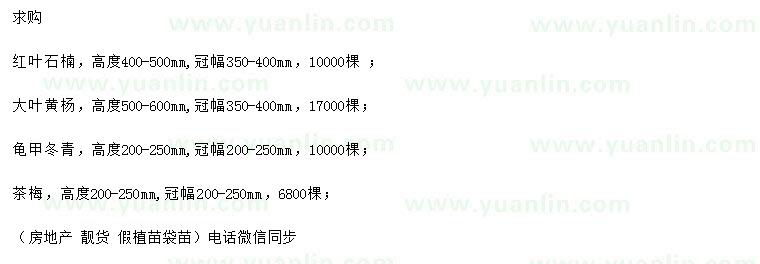 求购红叶石楠、大叶黄杨、龟甲冬青等