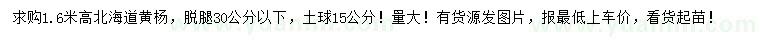 求购高1.6米北海道黄杨