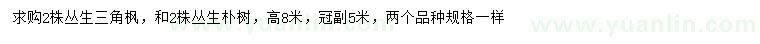 求购高8米丛生三角枫、丛生朴树