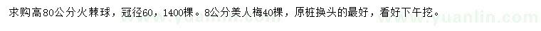 求购高80公分火棘球、8公分美人梅