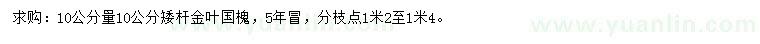 求购10公分量10公分矮杆金叶国槐