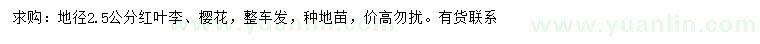 求购地径2.5公分红叶李、樱花