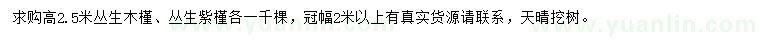 求购高2.5米丛生木槿、丛生紫槿