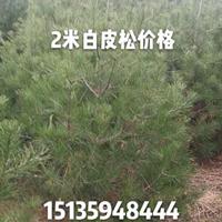 供应白皮松_高度2米占地白皮松_粗度5公分_量大批发价格