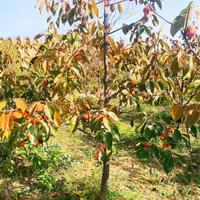 甜柿子苗种植基地_甜柿子树种植基地_阳丰_次郎_富有_柿子树