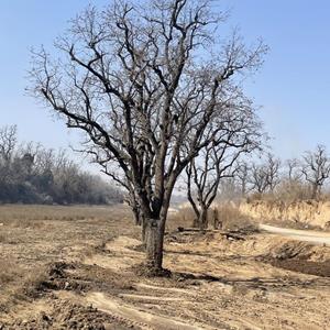 造型柿子树基地·造型柿子树图片·造型柿子树产地详情介绍