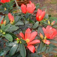 茶花苗茶花树茶花基地_四季红山茶花介绍