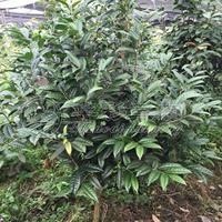 茶花苗茶花树茶花基地_防普金花茶花介绍