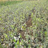 扶芳藤苗圃基地江苏大量扶芳藤现苗等卖