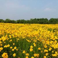 河北金鸡菊报价，金鸡菊厂家，金鸡菊*新