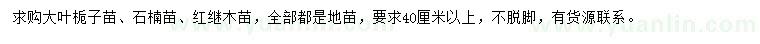 求购大叶栀子苗、石楠苗、红继木