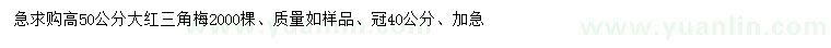 求购高50公分大红三角梅