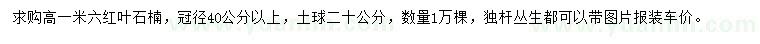 求购高1.6米红叶石楠