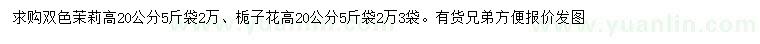 求购高20公分双色茉莉、栀子花