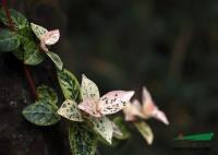 花叶络石 萧山花叶络石 萧山花叶络石价格