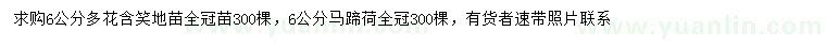 求购6公分多花含笑、6公分马蹄荷