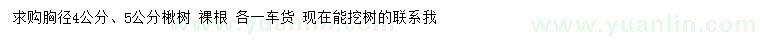 求购胸径4、5公分楸树