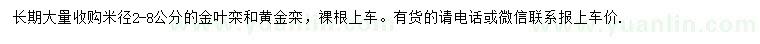 求购米径2-8公分金叶栾、黄金栾