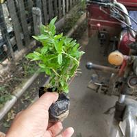 千屈菜又名水枝柳、水生植物千屈菜的药用价值、买千屈菜就来三江