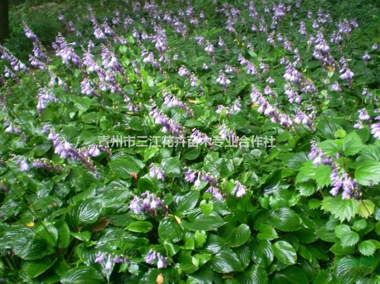 紫萼和玉簪的區別/圖片/種植方法
