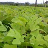 一年生马褂木小苗·一公分马褂木小苗