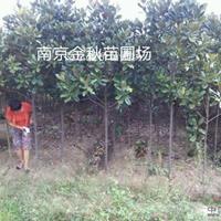 南京广玉兰种植基地