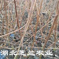 神仙豆腐树苗基地供应观音豆腐树苗臭黄荆豆腐柴苗