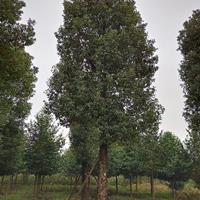 益阳市益华香樟苗木基地特价供应20-50{移栽香樟}