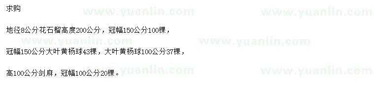 求购花石榴、大叶黄杨球、剑麻