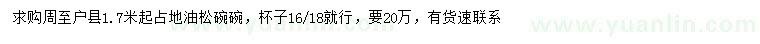 求购1.7米起占地油松