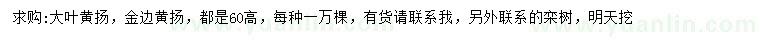 求购高60公分大叶黄杨、金边黄杨