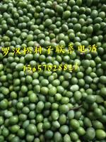 罗汉松种子九江罗汉松种子批发