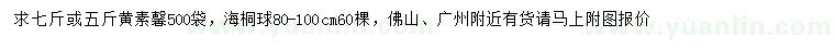 求购黄素馨、80-100公分海桐球