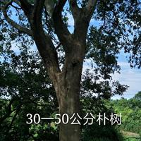 江西30-50公分朴树2介绍/特征/用途