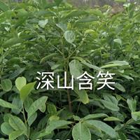 深山含笑行情报价/深山含笑图片展示