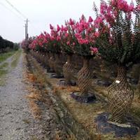 紫薇花瓶造型基地 成都温江紫薇花瓶 低价大批量供应出售