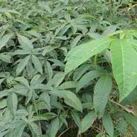 批发供應30公分高七葉樹小苗/七葉樹小苗价格