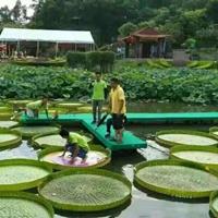 供应桂林水生植物批发|供应桂林水生植物生产基地|王莲直销