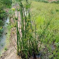 可供贵州水生植物供应商｜可供贵州哪里卖水生植物｜纸莎草直销