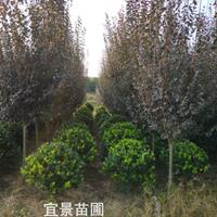 长沙红叶李批发